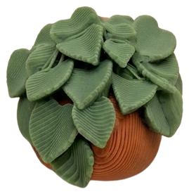 Plant Devils Ivy