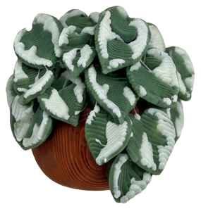 Plant Devils Ivy Spotted